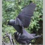 Corvus monedula - Dohle 11.jpg